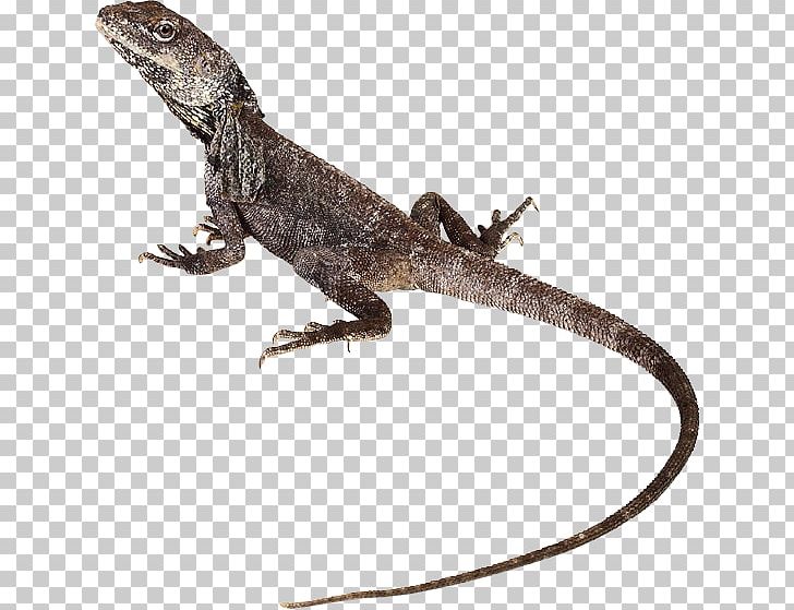 Agamas Anoles Gecko Lacertids Lizard PNG, Clipart, Agama, Agamidae, Animal, Animal Figure, Animals Free PNG Download