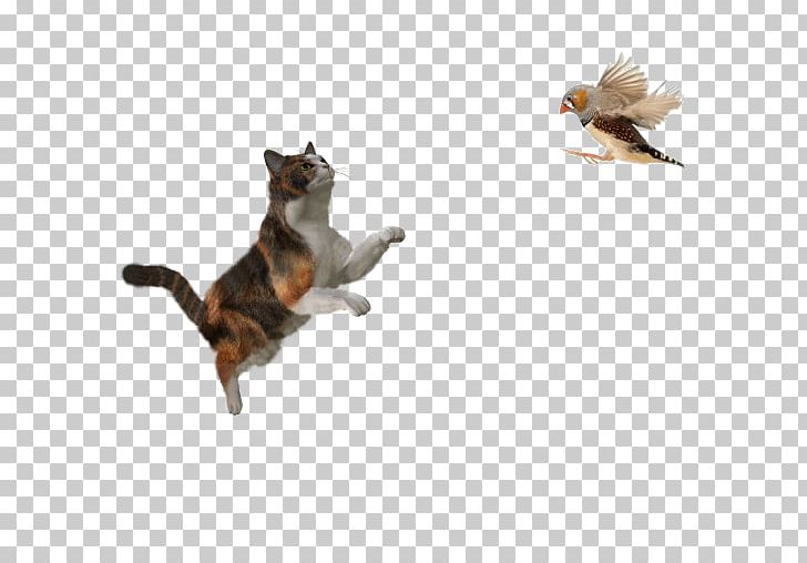 Cat Kitten Puppy Portable Network Graphics Transparency PNG, Clipart, Brid, Cat, Cat Like Mammal, Cat Play And Toys, Clipping Path Free PNG Download