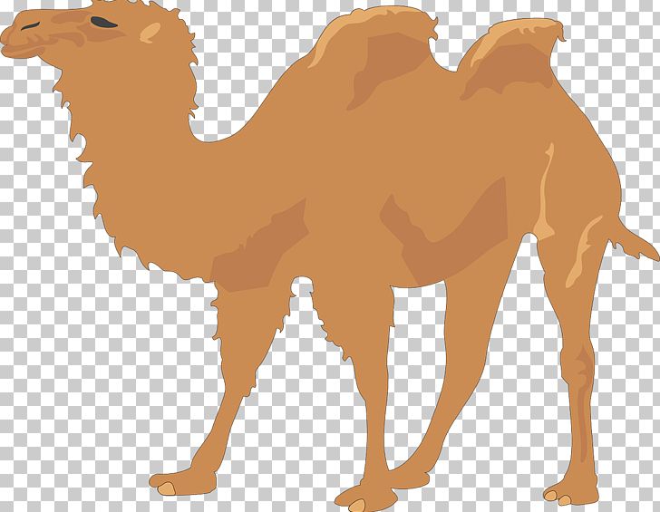 Dromedary Bactrian Camel PNG, Clipart, Animals, Arabian Camel, Brown Background, Brown Bear, Brown Dog Free PNG Download