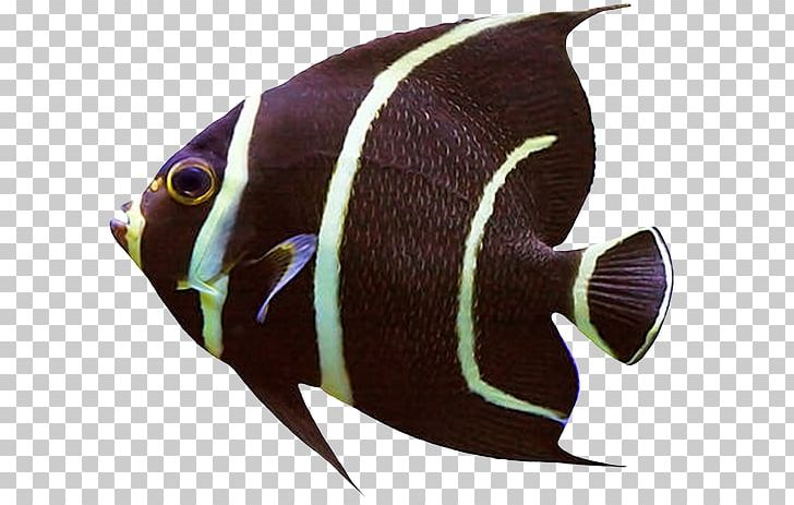 Siamese Fighting Fish Shark Photography Saltwater Fish PNG, Clipart, Animals, Butterflyfish, Coral Reef Fish, Fish, Fish Fin Free PNG Download