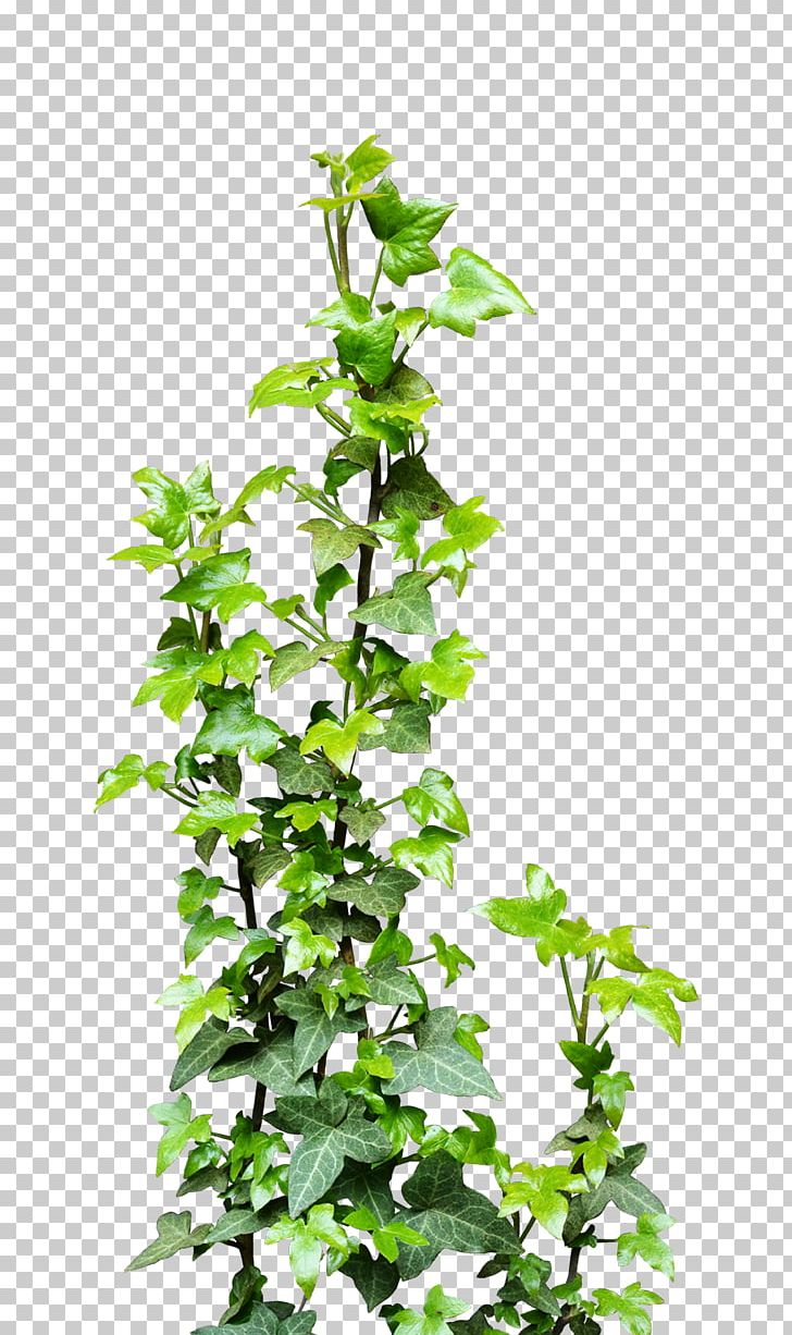 Vine Plant PNG, Clipart, Branch, Clip Art, Deviantart, Evergreen, Flowerpot Free PNG Download