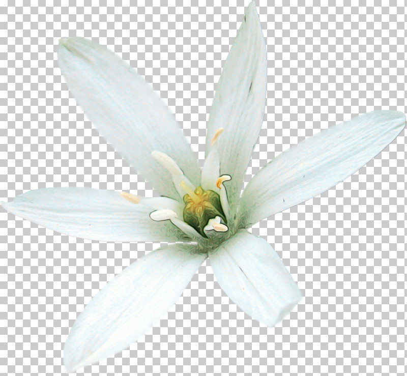 White Petal Flower Plant Leaf PNG, Clipart, Flower, Leaf, Magnolia, Magnolia Family, Paint Free PNG Download