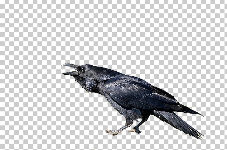 American Crow New Caledonian Crow Rook Common Raven PNG, Clipart, American Crow, Animal, Animals, Beak, Bird Free PNG Download