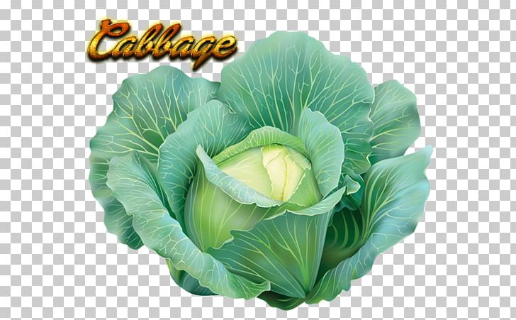 Cabbage Vegetable Cauliflower Greens PNG, Clipart, Bok Choi, Cabbage, Cauliflower, Chinese Cabbage, Curly Kale Free PNG Download
