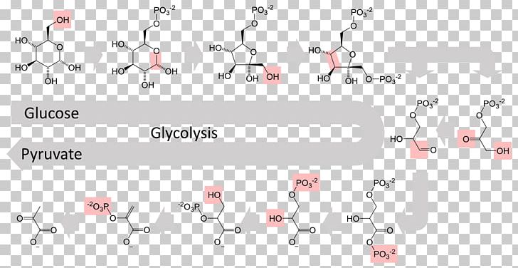 Glycolysis Metabolic Pathway Metabolism Cellular Respiration Anaerobic Respiration PNG, Clipart, Adenosine Triphosphate, Anabolism, Anaerobic Respiration, Angle, Area Free PNG Download