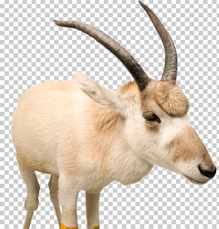 Tibetan Antelope PNG, Clipart, Animal, Antelope, Cattle Like Mammal, Claw, Claws Free PNG Download