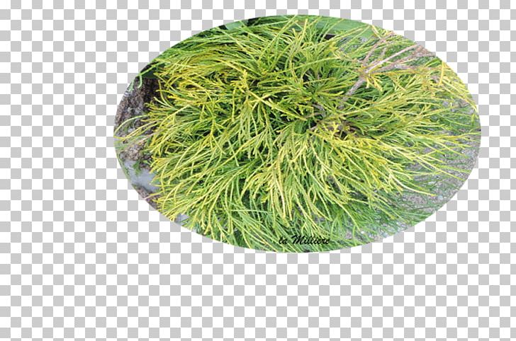 Tree PNG, Clipart, Grass, Plant, Sophora Japonica, Tree Free PNG Download