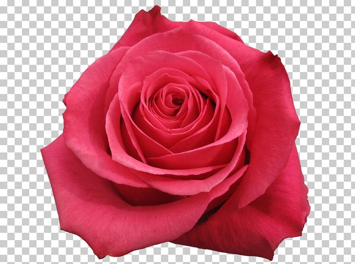 Garden Roses Centifolia Roses Flower Floribunda PNG, Clipart, Centifolia Roses, Color, Cut Flowers, Floribunda, Floribunda Rose Free PNG Download