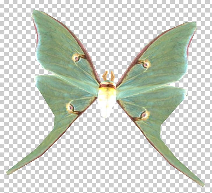 Luna Moth Butterfly The Elder Scrolls V: Skyrim Pterygota PNG, Clipart, Arthropod, Bethesda Softworks, Brush Footed Butterfly, Butterflies And Moths, Butterfly Free PNG Download