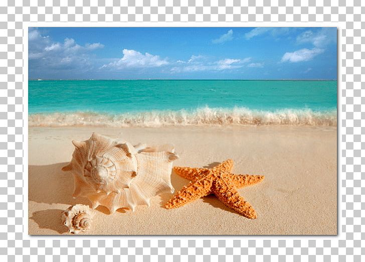 beach sand with shells png