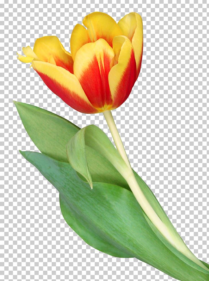 The Tulip: The Story Of A Flower That Has Made Men Mad PNG, Clipart, Download, Floral Design, Floristry, Flower, Flowers Free PNG Download