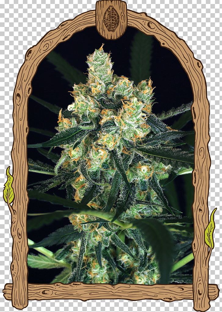 Cannabis Sativa Skunk Seed Autoflowering Cannabis PNG, Clipart, Amnesia, Autoflowering Cannabis, Cannabis, Cannabis Sativa, Exotic Free PNG Download