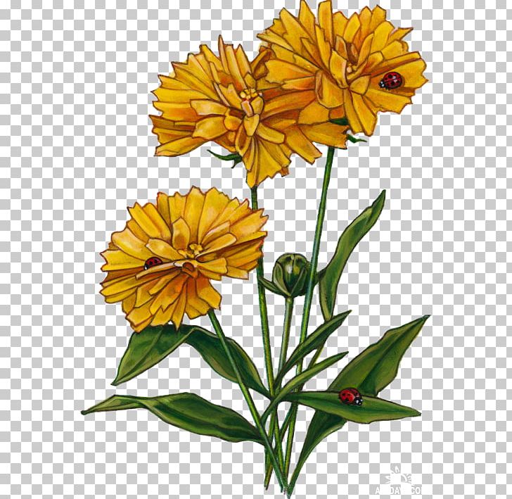 Cut Flowers Plant Stem Pot Marigold Petal PNG, Clipart, Annual Plant, Calendula, Cut Flowers, Daisy Family, Flower Free PNG Download