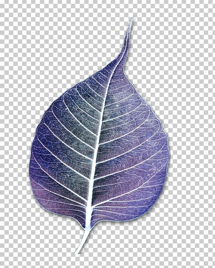 Leaf PNG, Clipart, Leaf, Lilac, Plant, Purple Free PNG Download