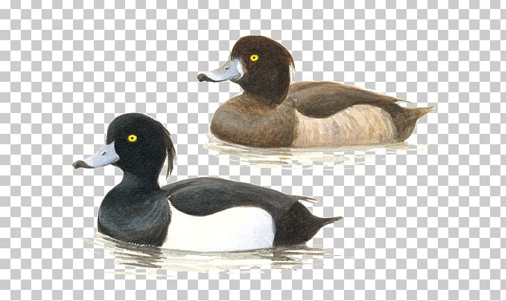 Mallard Tufted Duck Bird Call Duck PNG, Clipart, Anatidae, Animals, Beak, Bird, Bird Call Free PNG Download
