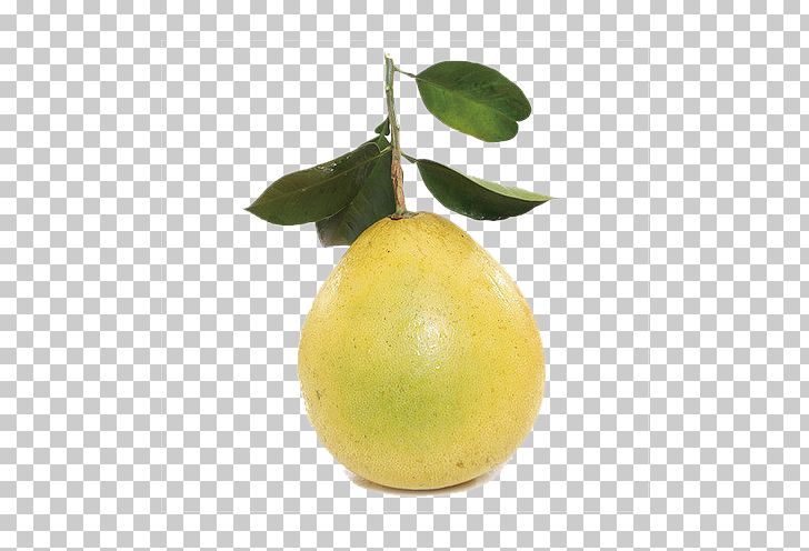Citron Pomelo Lemon Key Lime Persian Lime PNG, Clipart, Auglis, Citric Acid, Citron, Citrus, Citrus Junos Free PNG Download