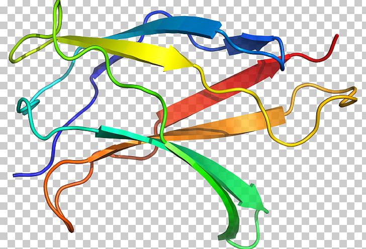 Line Organism PNG, Clipart, Area, Art, Binding, D 2 O, Line Free PNG Download