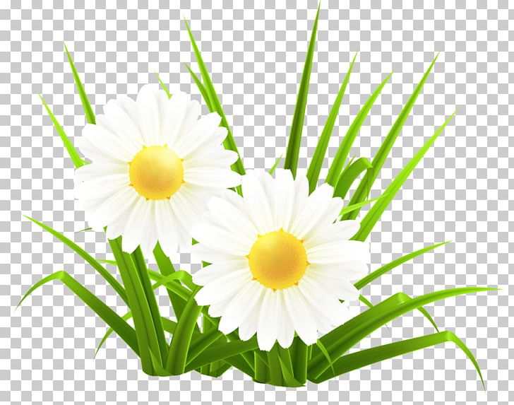 Common Daisy Oxeye Daisy Herbaceous Plant PNG, Clipart, Annual Plant, Chamaemelum Nobile, Chrysanthemum, Daisy, Daisy Family Free PNG Download