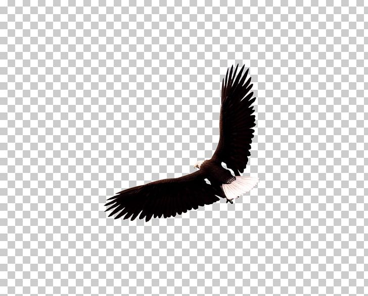 Eagle PNG, Clipart, Accipitriformes, Animals, Bald Eagle, Beak, Bird Free PNG Download