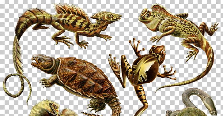 Prehistoric Reptile Dinosaur Brachiosaurus Animal PNG, Clipart, Amphibian, Animal, Art, Brachiosaurus, Carnivores Free PNG Download