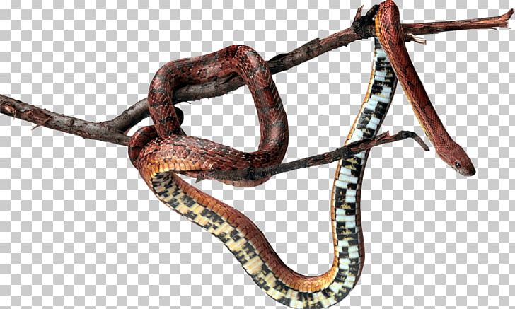 Snake Reptile PNG, Clipart, Animals, Bit, Boas, Computer Icons, Kingsnake Free PNG Download