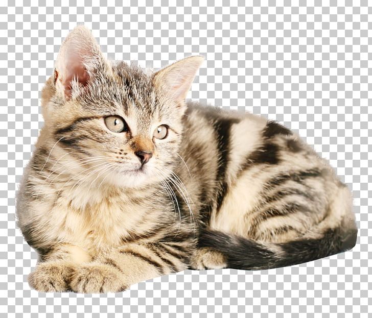 Tabby Cat Kitten Dog Popular Cat Names PNG, Clipart, American Shorthair, American Wirehair, Animals, Asian, Bengal Free PNG Download