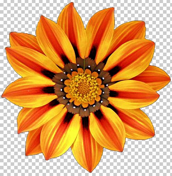 Blanket Flowers Gazania Desktop Garden PNG, Clipart, Annual Plant, Blanket, Blanket Flowers, Color, Common Daisy Free PNG Download