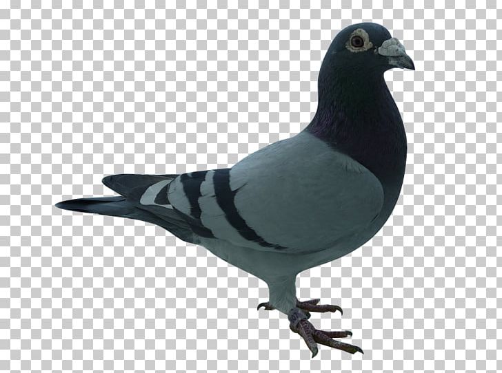 Columbidae Beak Domestic Pigeon Feather PNG, Clipart, Animals, Beak, Bird, Columbidae, Domestic Pigeon Free PNG Download