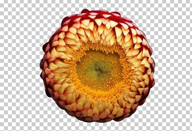 Curry Plant Chrysanthemum Flower Xerochrysum Bracteatum PNG, Clipart, Bract, Bud, Chrysanthemum, Curry Plant, Designer Free PNG Download