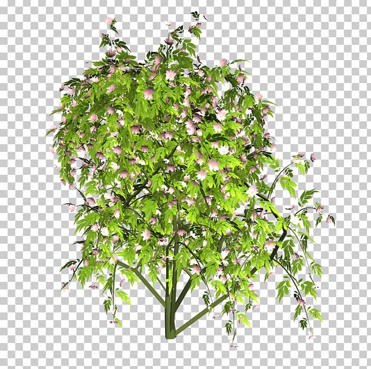 Flowerpot Herb Shrub Branching PNG, Clipart, Branch, Branching, Flowerpot, Herb, Others Free PNG Download