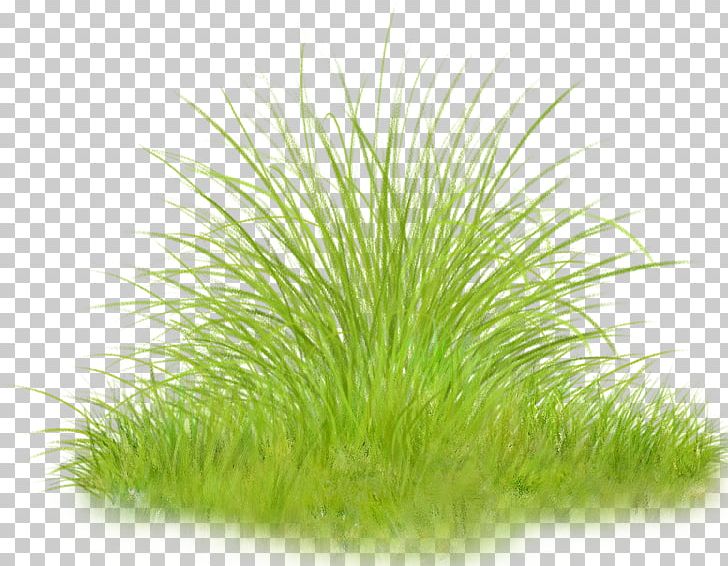 Herbaceous Plant PNG, Clipart, Chrysopogon Zizanioides, Commodity, Digital Image, Download, Graphics Software Free PNG Download
