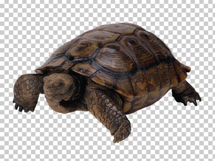 Turtle PNG, Clipart, Animals, Box Turtle, Chelydridae, Common Snapping Turtle, Computer Icons Free PNG Download