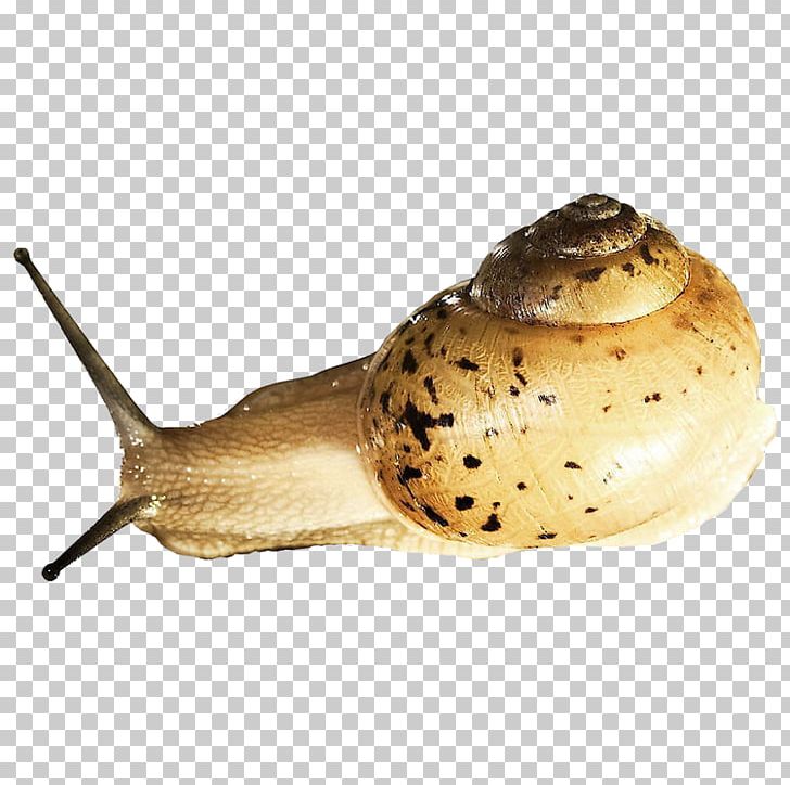 Snail Orthogastropoda Prosobranchia Slug PNG, Clipart, Animals, Environmental, Environmental Protection, Gastropods, Green Free PNG Download