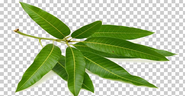 Tea Mango Leaf Puri Fruit PNG, Clipart, Branches, Diabetes Mellitus, Fall Leaves, Food, Fruit Free PNG Download