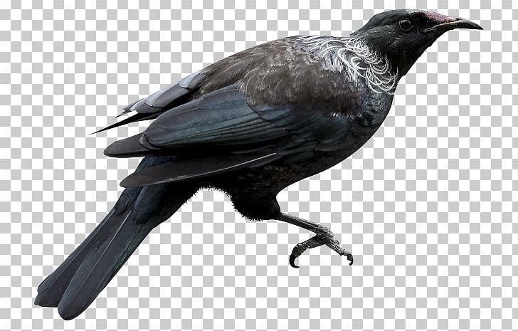 American Crow New Caledonian Crow Bird Rook Common Raven PNG, Clipart, American Crow, Animaatio, Animals, Beak, Bird Free PNG Download