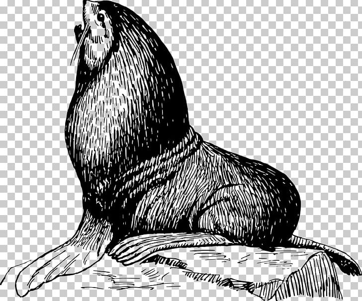Earless Seal Drawing Kleurplaat PNG, Clipart, Animal, Anskuelsestavle, Aquatic, Art, Beak Free PNG Download