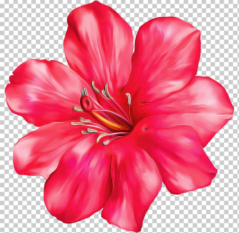 Petal Flower Pink Red Plant PNG, Clipart, Flower, Geraniaceae, Geraniales, Geranium, Hawaiian Hibiscus Free PNG Download