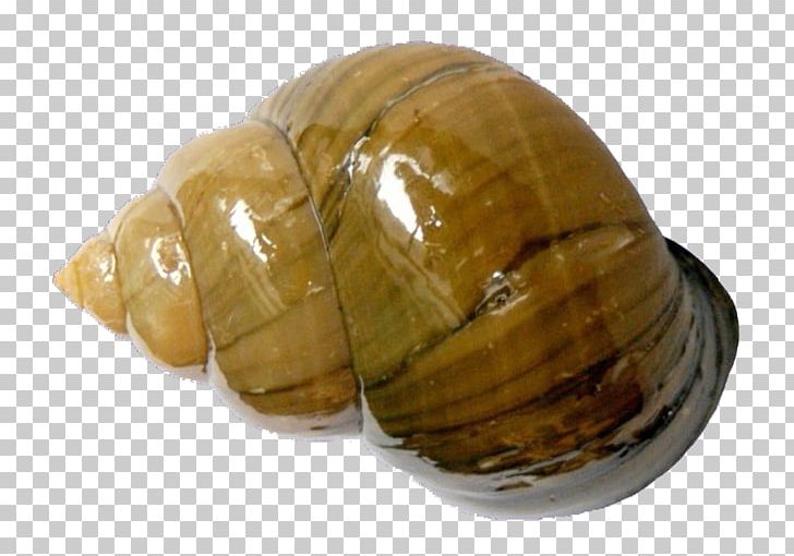 Chinese Mystery Snail Clam Pomacea Canaliculata Bolinus Brandaris Mollusc Shell PNG, Clipart, Animals, Body Of Water, Bulating Parasito, Cipangopaludina, Eating Free PNG Download