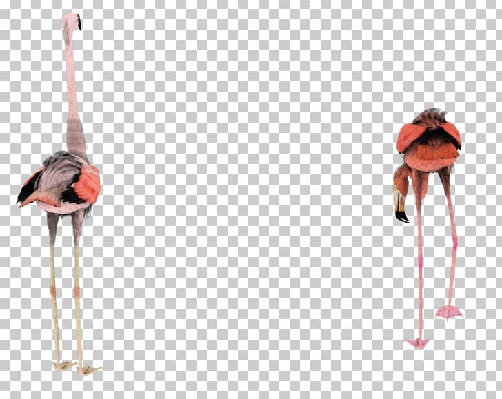 Bird Flamingo Rendering 3D Modeling PNG, Clipart, 3d Computer Graphics, 3d Modeling, Animals, Art, Beak Free PNG Download