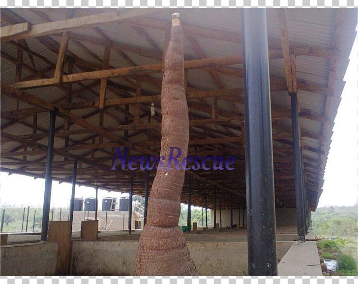 Cassava Osiele Tapioca Tuber Abeokuta PNG, Clipart, Abeokuta, Beam, Cassava, Farm, Harvest Free PNG Download