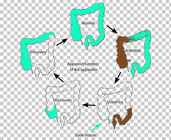 Epiploic Appendix Function Vestigiality Cecum PNG, Clipart, Anatomy, Angle, Appendix, Area, Ascending Colon Free PNG Download