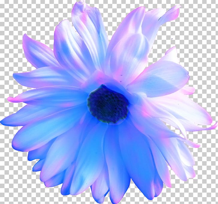 Flower Purple Blue Violet Petal PNG, Clipart, Blue, Cobalt Blue, Daisy Family, Electric Blue, Flower Free PNG Download