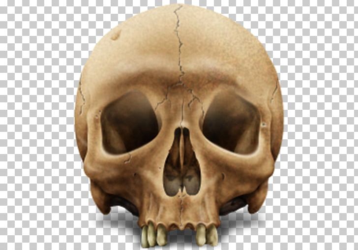 Skull Human Skeleton PNG, Clipart, Baner, Bone, Computer Icons, Desktop Wallpaper, Eng Free PNG Download