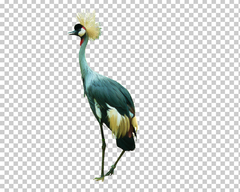 Bird Crane-like Bird Beak Crane Whooping Crane PNG, Clipart, Beak, Bird, Crane, Cranelike Bird, Whooping Crane Free PNG Download