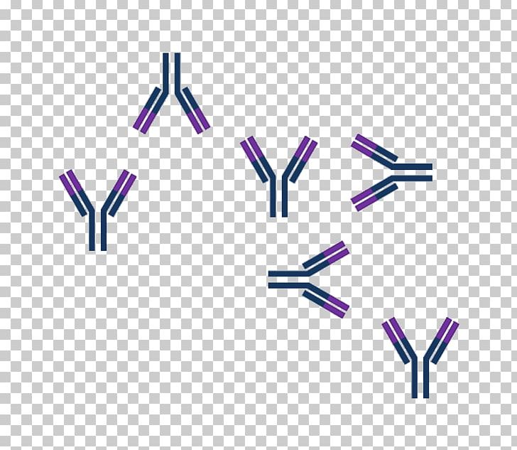 Antigen-antibody Interaction Epitope PNG, Clipart, Angle, Antibody, Antigen, Antigenantibody Interaction, B Cell Free PNG Download