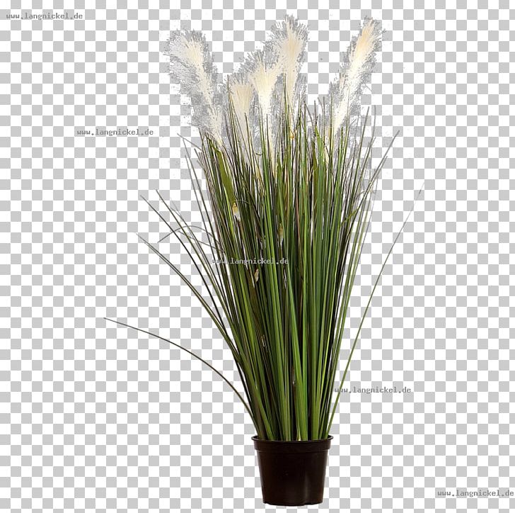 Grasses Pampas Grass White PNG, Clipart, Chrysopogon Zizanioides, Commodity, Common Reed, Gesteck, Grass Free PNG Download