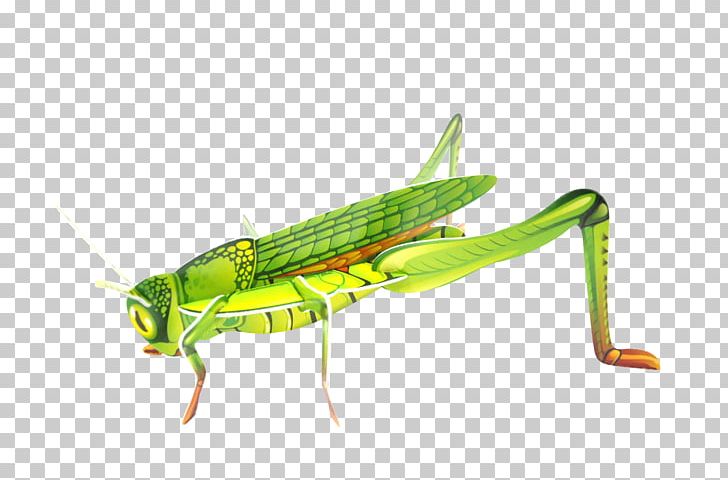 Grasshopper Locust Insect Sauterelle Le Géant De La Fête PNG, Clipart, Allier, Arthropod, Cricket, Cricket Like Insect, Game Free PNG Download