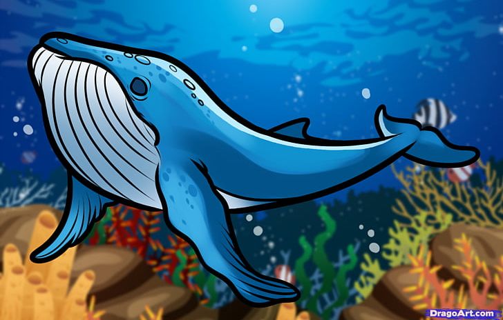 Blue Whale Drawing  HelloArtsy