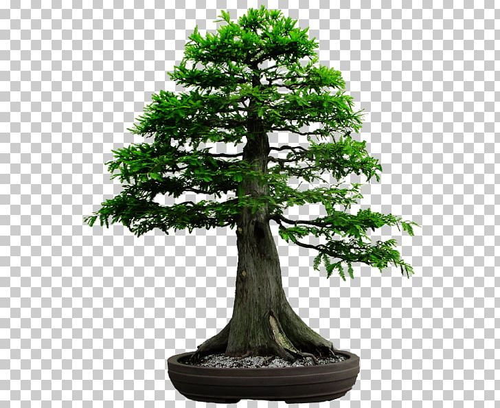 Metasequoia Glyptostroboides Bonsai Redwoods Tree Gardening PNG, Clipart, Azalea, Bonsai, Bonsai Cultivation And Care, Bonsai Tree, Coast Redwood Free PNG Download