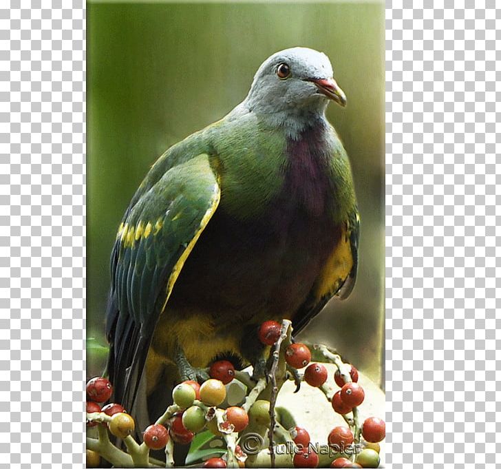 Beak Finches Fauna PNG, Clipart, Beak, Bird, Fauna, Finch, Flying Red Silk Free PNG Download